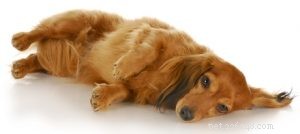 30 Dog Breeds Ideal for Low‑Energy Owners: Find Your Perfect Couch Companion