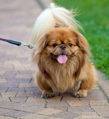30 Dog Breeds Ideal for Low‑Energy Owners: Find Your Perfect Couch Companion