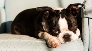30 Dog Breeds Ideal for Low‑Energy Owners: Find Your Perfect Couch Companion