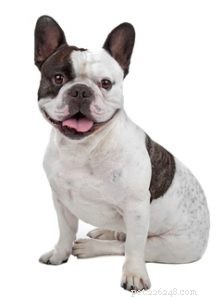 30 Dog Breeds Ideal for Low‑Energy Owners: Find Your Perfect Couch Companion