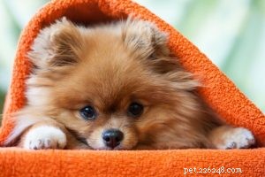 30 Dog Breeds Ideal for Low‑Energy Owners: Find Your Perfect Couch Companion