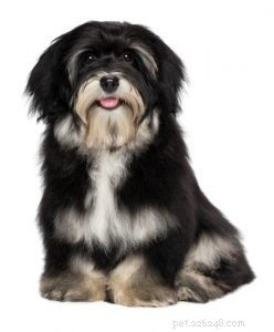 30 Dog Breeds Ideal for Low‑Energy Owners: Find Your Perfect Couch Companion
