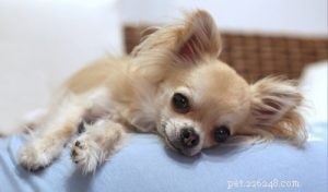 30 Dog Breeds Ideal for Low‑Energy Owners: Find Your Perfect Couch Companion