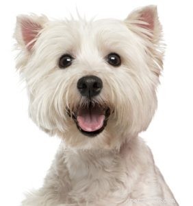 30 Dog Breeds Ideal for Low‑Energy Owners: Find Your Perfect Couch Companion