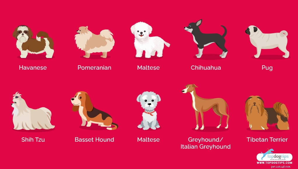 30 Dog Breeds Ideal for Low‑Energy Owners: Find Your Perfect Couch Companion