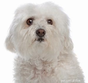 30 Dog Breeds Ideal for Low‑Energy Owners: Find Your Perfect Couch Companion
