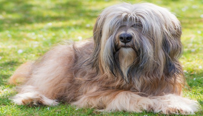 30 Dog Breeds Ideal for Low‑Energy Owners: Find Your Perfect Couch Companion