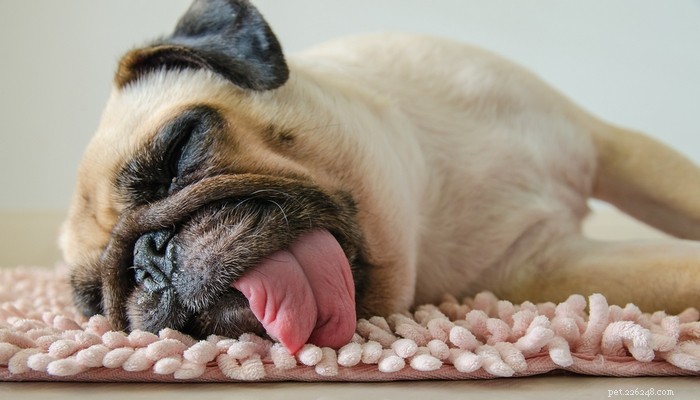 30 Dog Breeds Ideal for Low‑Energy Owners: Find Your Perfect Couch Companion