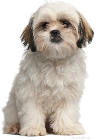 30 Dog Breeds Ideal for Low‑Energy Owners: Find Your Perfect Couch Companion