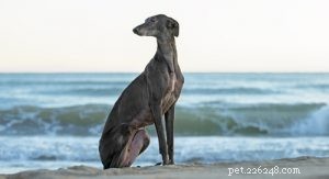 30 Dog Breeds Ideal for Low‑Energy Owners: Find Your Perfect Couch Companion