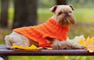 30 Dog Breeds Ideal for Low‑Energy Owners: Find Your Perfect Couch Companion