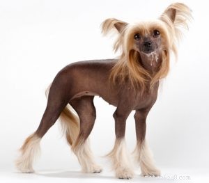 30 Dog Breeds Ideal for Low‑Energy Owners: Find Your Perfect Couch Companion