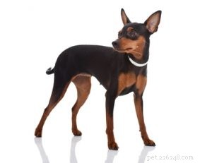30 Dog Breeds Ideal for Low‑Energy Owners: Find Your Perfect Couch Companion
