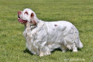30 Dog Breeds Ideal for Low‑Energy Owners: Find Your Perfect Couch Companion