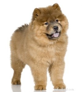 30 Dog Breeds Ideal for Low‑Energy Owners: Find Your Perfect Couch Companion