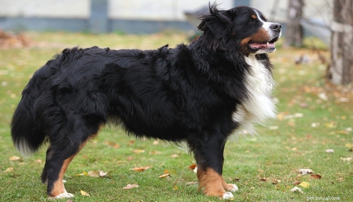 30 Dog Breeds Ideal for Low‑Energy Owners: Find Your Perfect Couch Companion