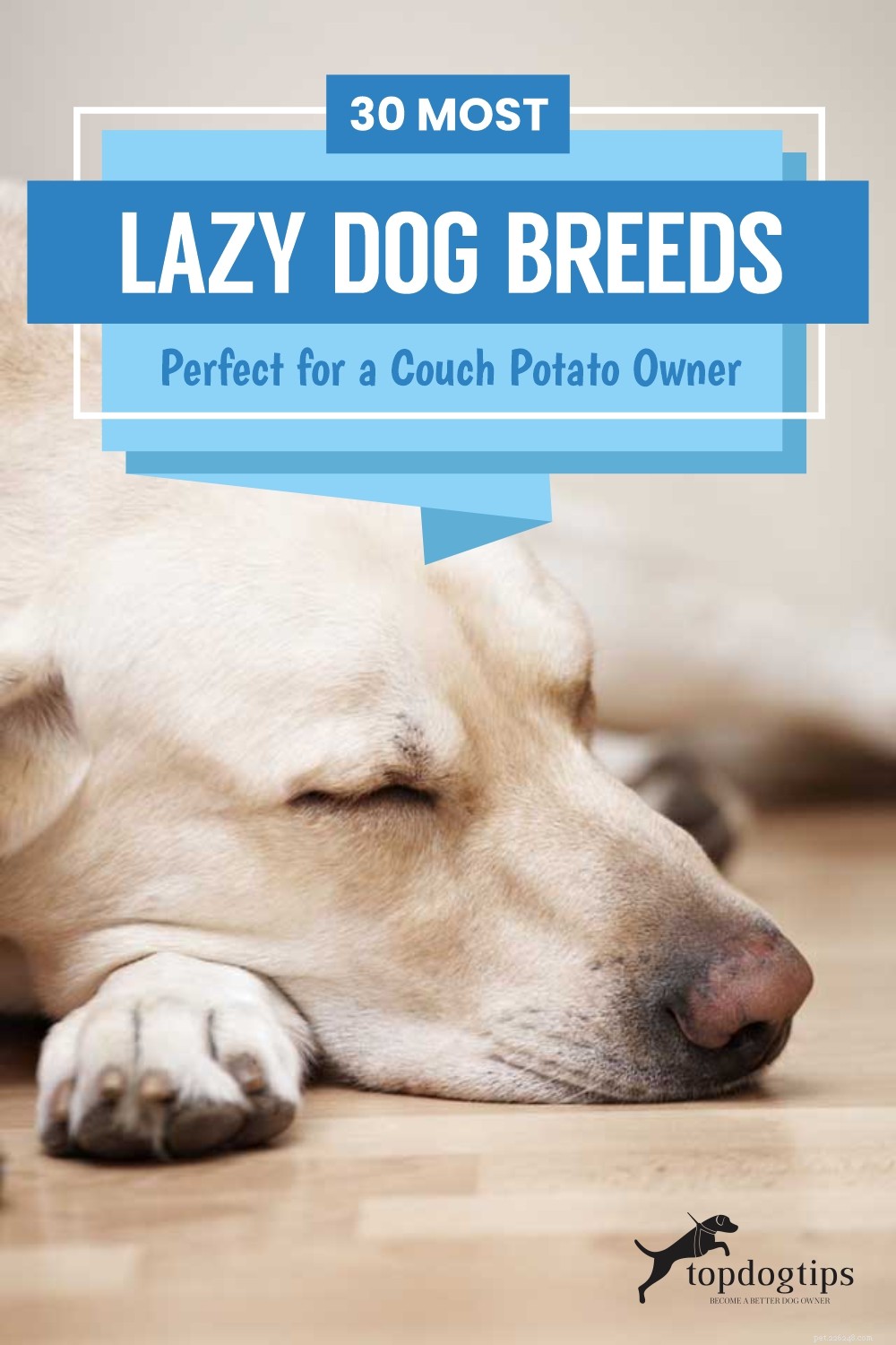 30 Dog Breeds Ideal for Low‑Energy Owners: Find Your Perfect Couch Companion