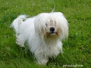 30 Dog Breeds Ideal for Low‑Energy Owners: Find Your Perfect Couch Companion