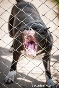 Dog Breeds Commonly Misused in Illegal Dogfighting: An In-Depth Overview