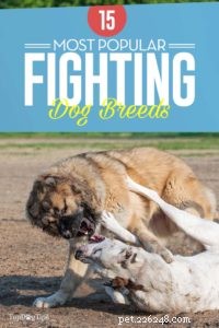Dog Breeds Commonly Misused in Illegal Dogfighting: An In-Depth Overview