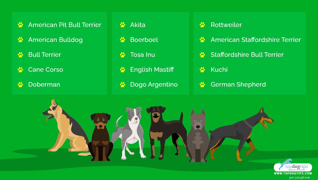Dog Breeds Commonly Misused in Illegal Dogfighting: An In-Depth Overview