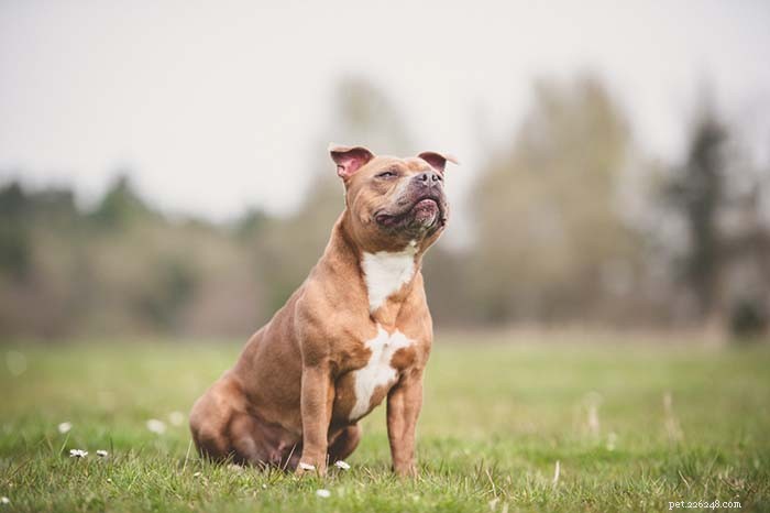 Dog Breeds Commonly Misused in Illegal Dogfighting: An In-Depth Overview