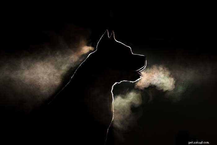 Dog Breeds Commonly Misused in Illegal Dogfighting: An In-Depth Overview
