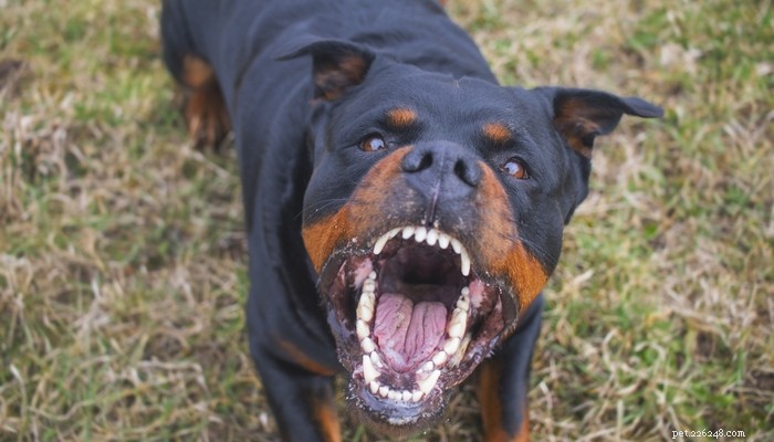 Dog Breeds Commonly Misused in Illegal Dogfighting: An In-Depth Overview