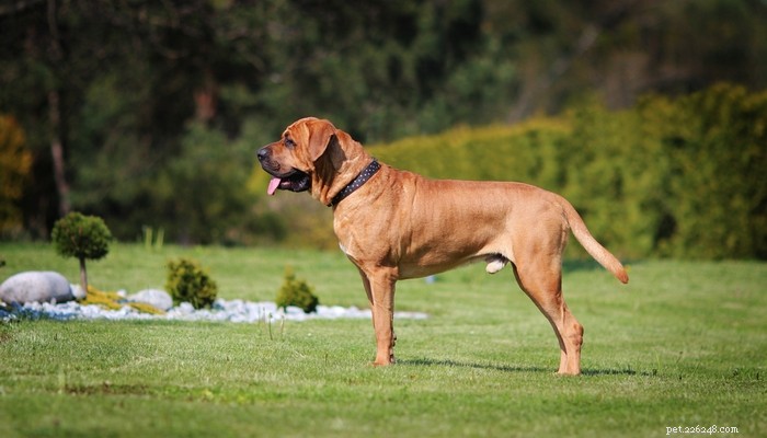 Dog Breeds Commonly Misused in Illegal Dogfighting: An In-Depth Overview