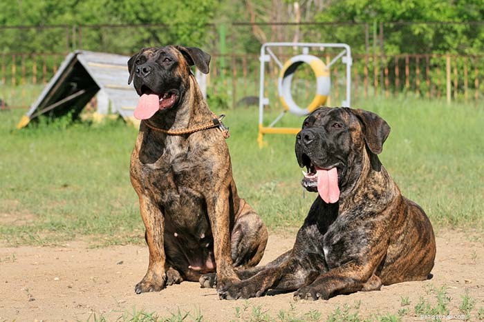 Dog Breeds Commonly Misused in Illegal Dogfighting: An In-Depth Overview