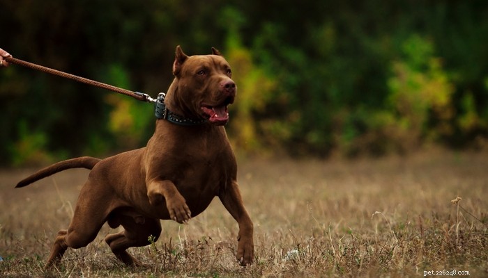 Dog Breeds Commonly Misused in Illegal Dogfighting: An In-Depth Overview