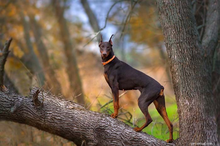Dog Breeds Commonly Misused in Illegal Dogfighting: An In-Depth Overview