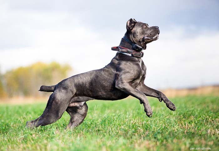 Dog Breeds Commonly Misused in Illegal Dogfighting: An In-Depth Overview