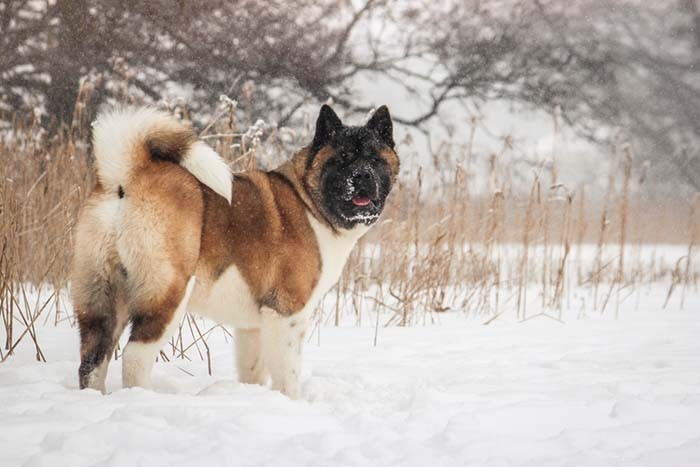 Dog Breeds Commonly Misused in Illegal Dogfighting: An In-Depth Overview