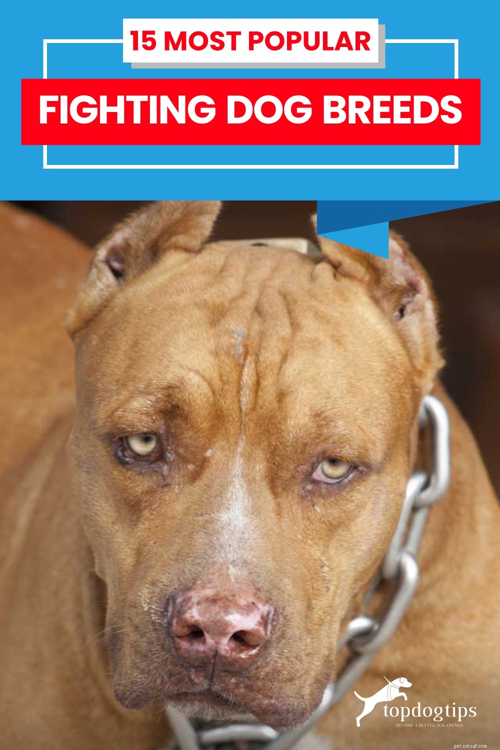 Dog Breeds Commonly Misused in Illegal Dogfighting: An In-Depth Overview
