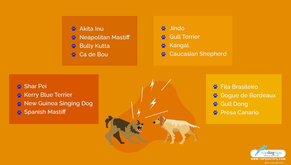 Dog Breeds Commonly Misused in Illegal Dogfighting: An In-Depth Overview