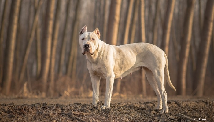 Dog Breeds Commonly Misused in Illegal Dogfighting: An In-Depth Overview