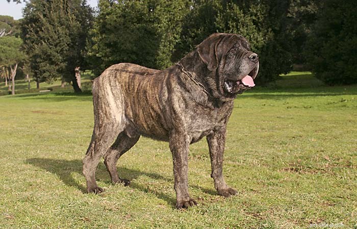Dog Breeds Commonly Misused in Illegal Dogfighting: An In-Depth Overview