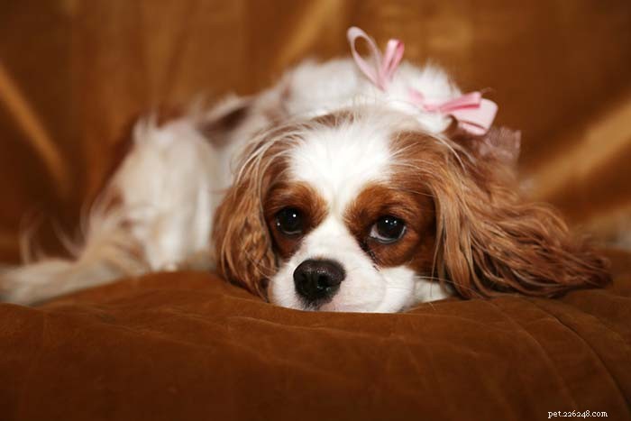 Top 11 Small Dog Breeds Known for Their Calm Temperament