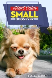 Top 11 Small Dog Breeds Known for Their Calm Temperament