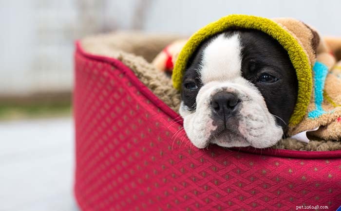 Top 11 Small Dog Breeds Known for Their Calm Temperament