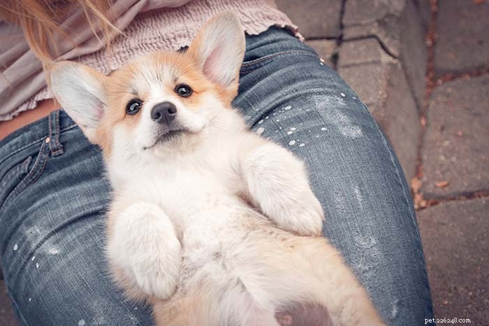 Top 11 Small Dog Breeds Known for Their Calm Temperament