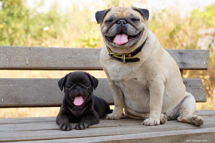 Top 11 Small Dog Breeds Known for Their Calm Temperament