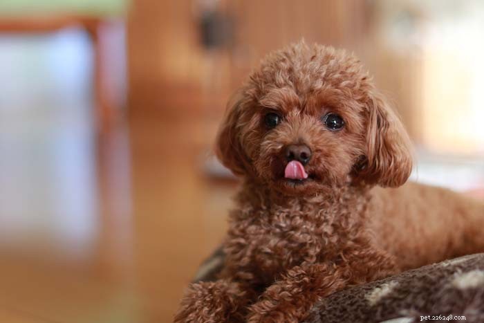 Top 11 Small Dog Breeds Known for Their Calm Temperament