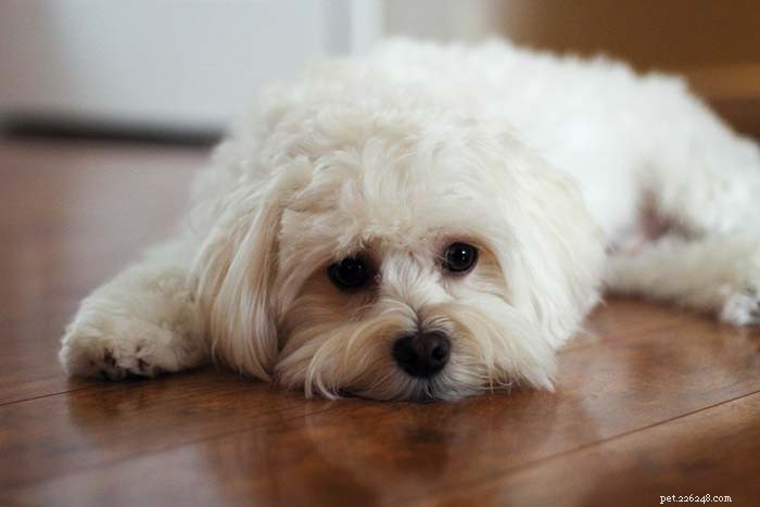 Top 11 Small Dog Breeds Known for Their Calm Temperament