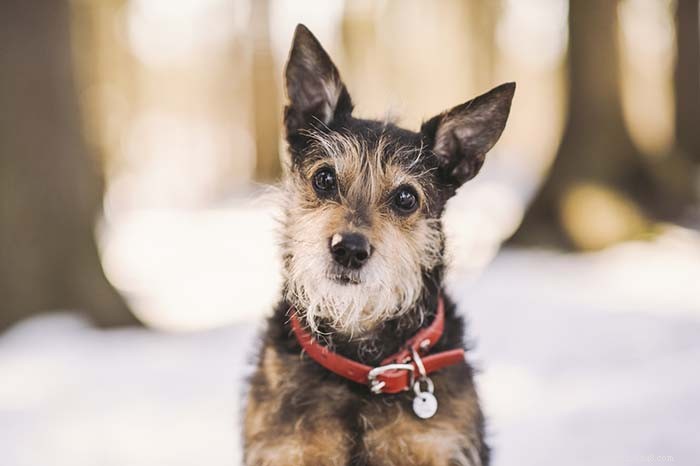 Top 11 Small Dog Breeds Known for Their Calm Temperament