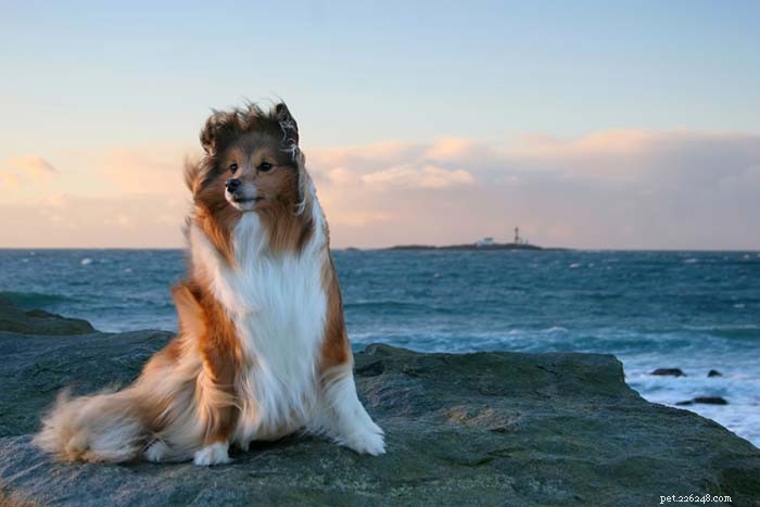 Top 11 Small Dog Breeds Known for Their Calm Temperament