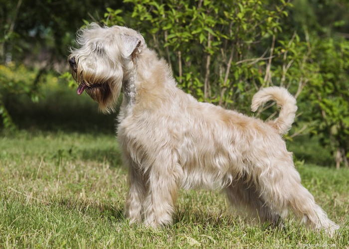 Soft‑Coated Wheaten Terrier: A Friendly, Playful Companion