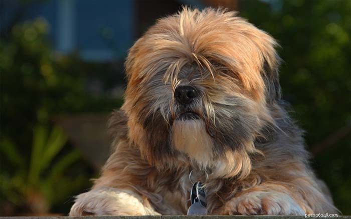 Top 11 Small Dog Breeds Known for Their Calm Temperament