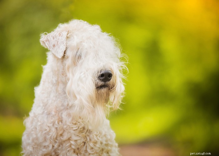 Soft‑Coated Wheaten Terrier: A Friendly, Playful Companion